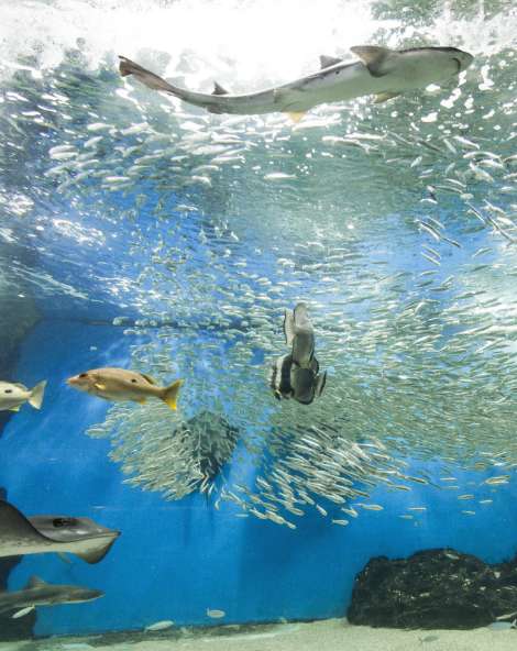 Echizen Matsushima Aquarium